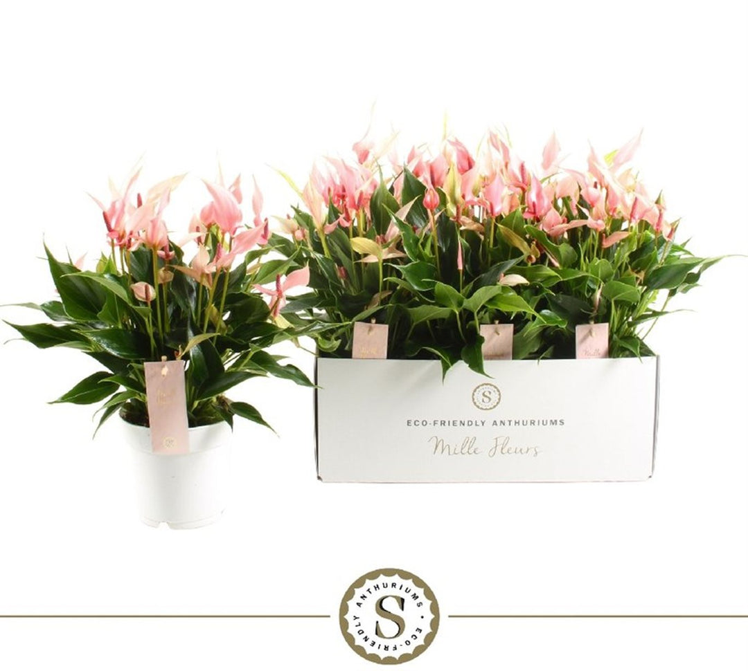 Anthurium And. 'Lilli'(Mille Fleurs) P14 - Indoor Plants - Windyridge Garden Centre