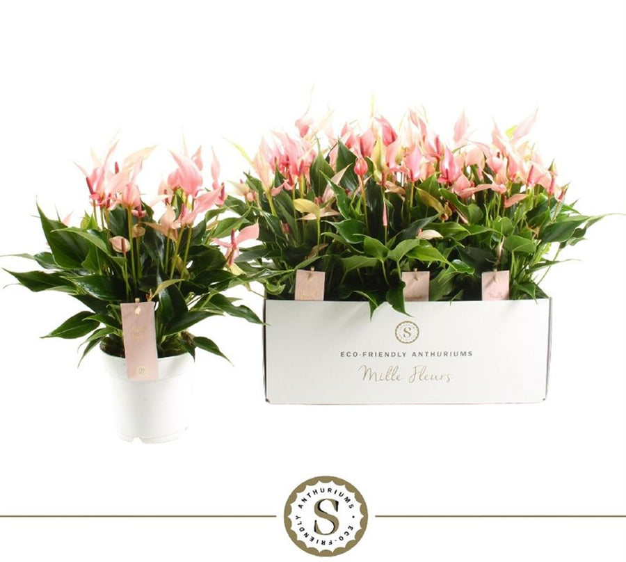 Anthurium And. 'Lilli'(Mille Fleurs) P14 - Indoor Plants - Windyridge Garden Centre