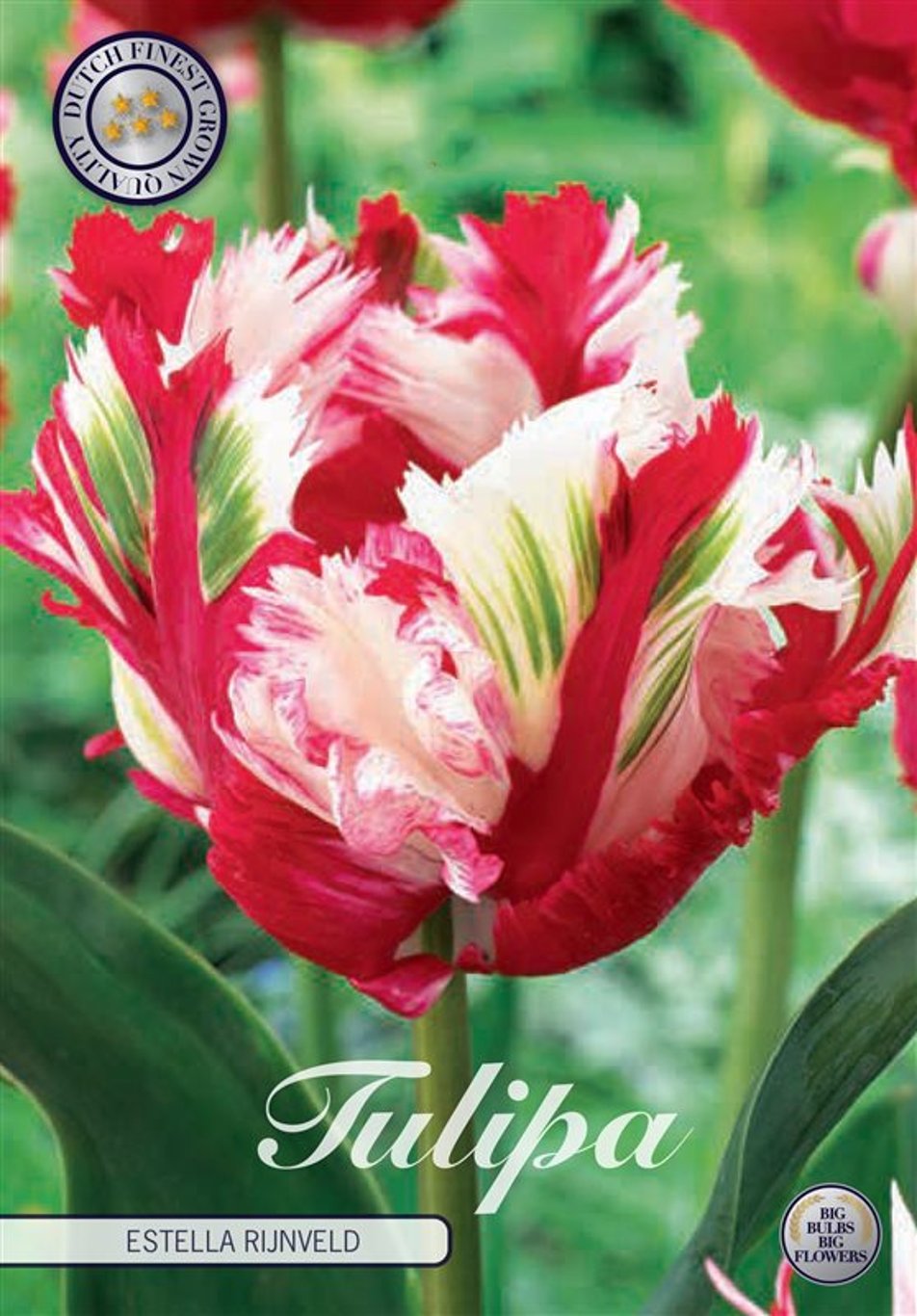 Tulipa Estella Rijnveld  7 pack