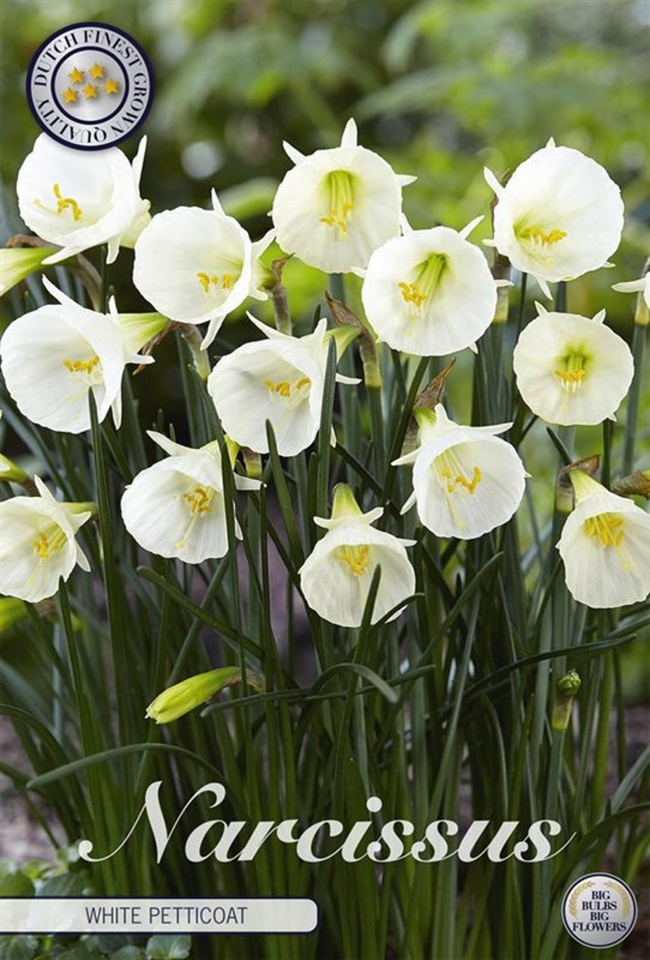 Narcissus 'White Petticoat' 7-pack
