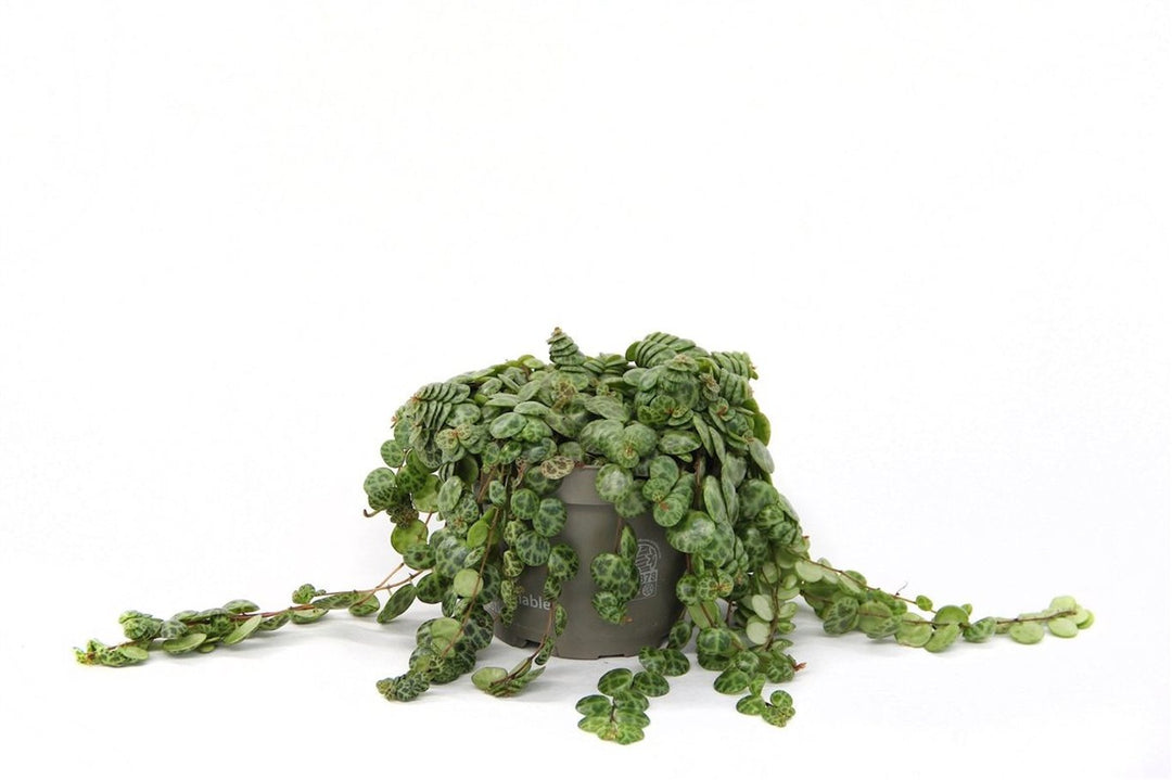 Peperomia prostata  P12