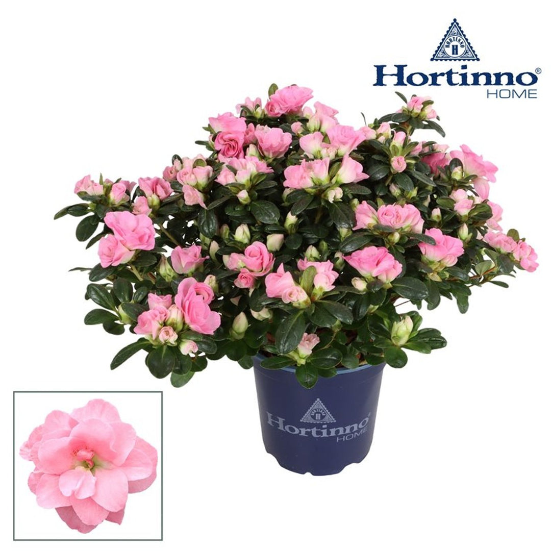 Azalea Hortinnoâ® 'Norabelle' P13 - Indoor Plants - Windyridge Garden Centre