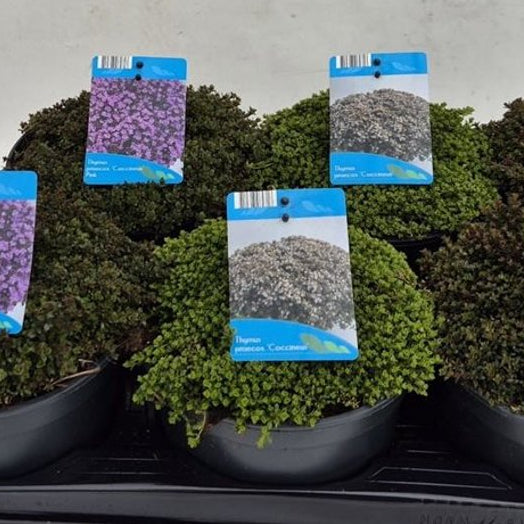 Thymus Praecox Mix / P14 - Bedding - Windyridge Garden Centre