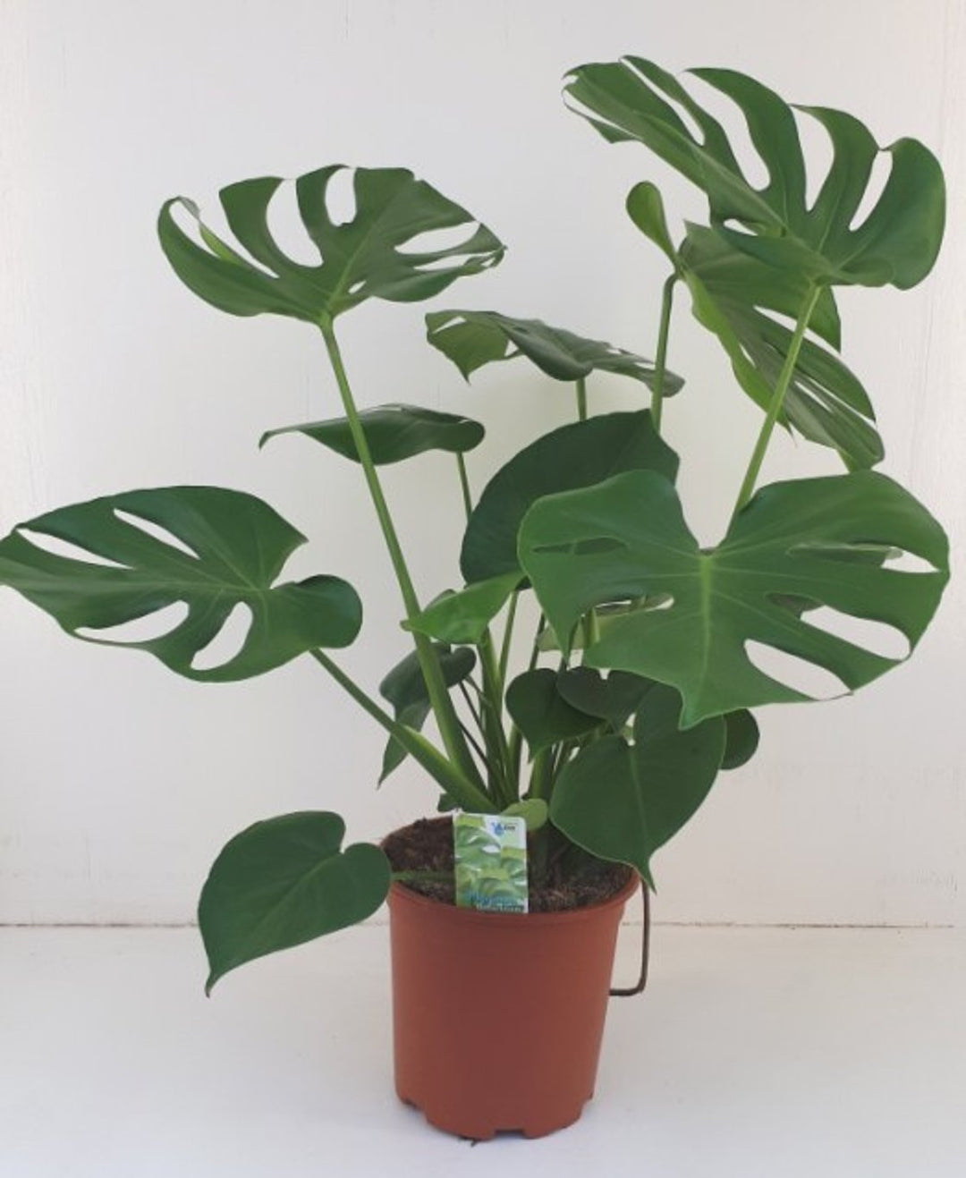 Monstera delicosa  P19