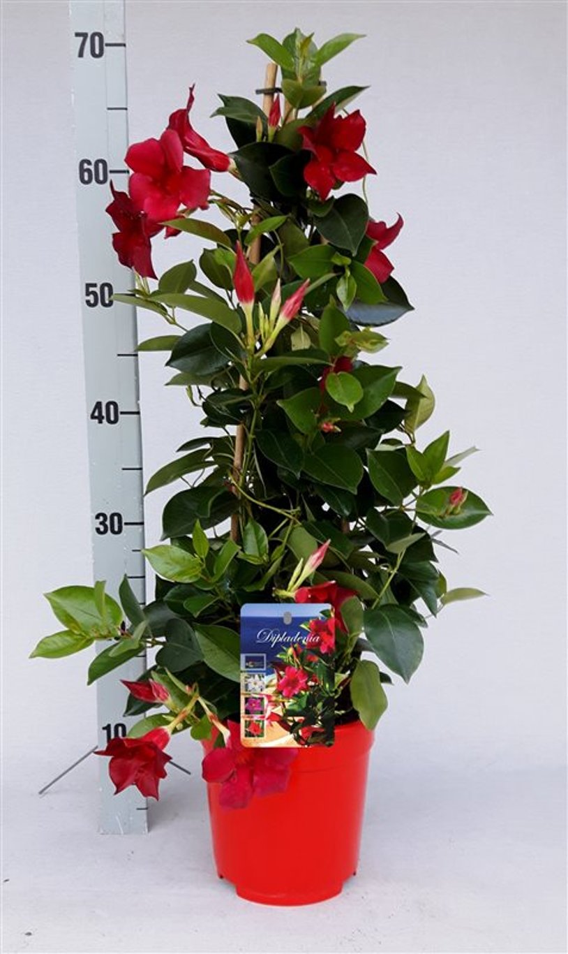 Mandevilla red P17- 3 cane pyr