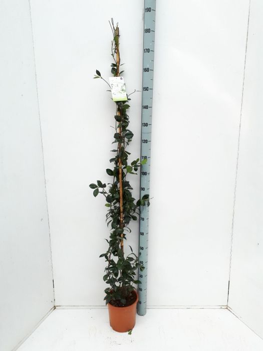 Trachelospermum jasminoides  150-175 CM C4 + CANE