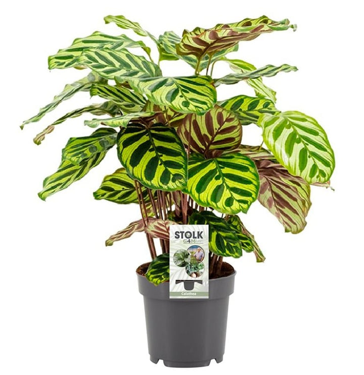 Calathea makoyana  P14