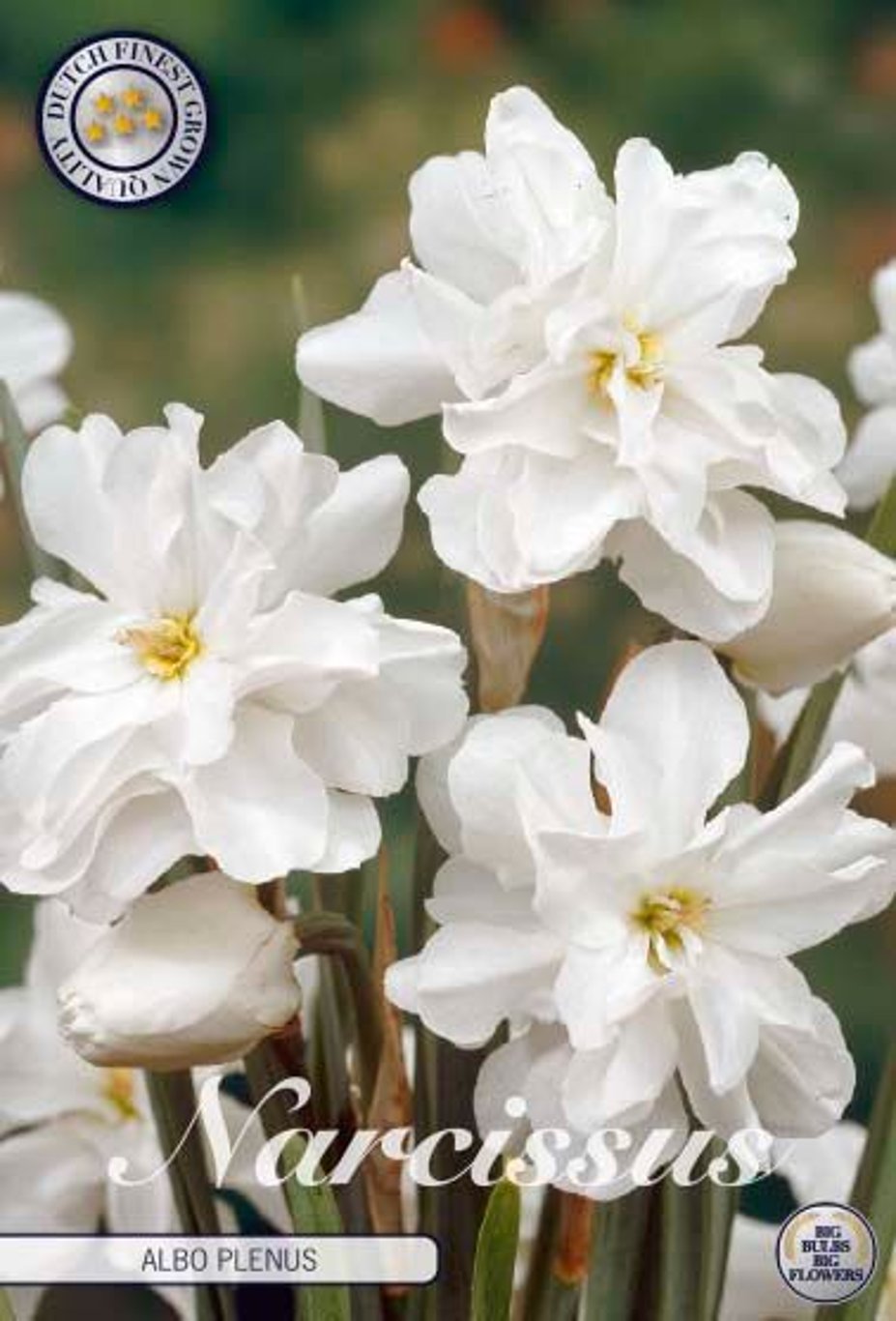 Narcissus 'Albo Pleno Odorato' 5-pack