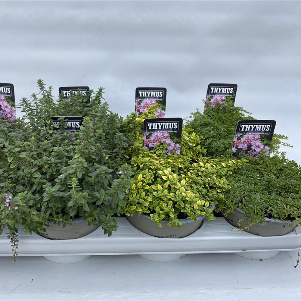 Thymus Mix  P14 - Grow Your Own - Windyridge Garden Centre