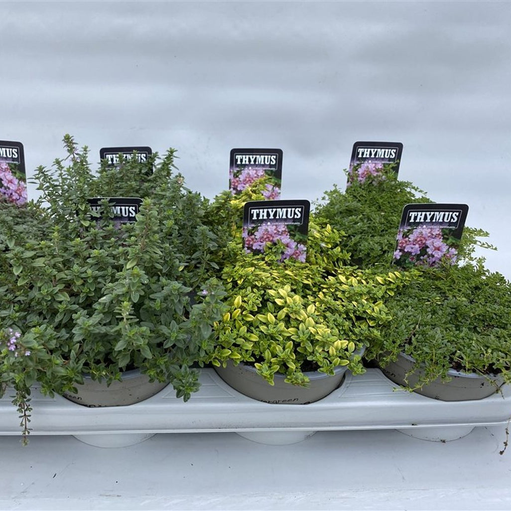 Thymus Mix  P14 - Grow Your Own - Windyridge Garden Centre