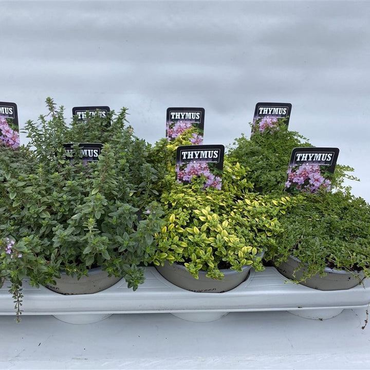 Thymus Mix  P14 - Grow Your Own - Windyridge Garden Centre