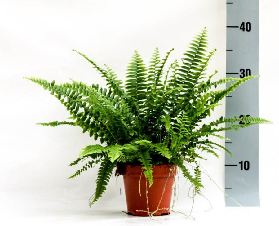 Nephrolepis Exal. 'Green Lady' P14 - Indoor Plants - Windyridge Garden Centre