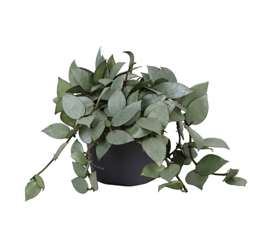 Hoya krohniana Eskimo  P12