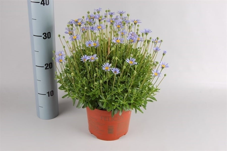 Felicia 'Felicitara Blue' P17 - Bedding - Windyridge Garden Centre