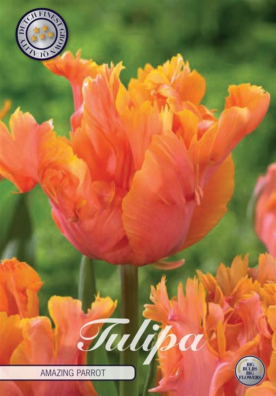 Tulipa Amazing Parrot  7 pack