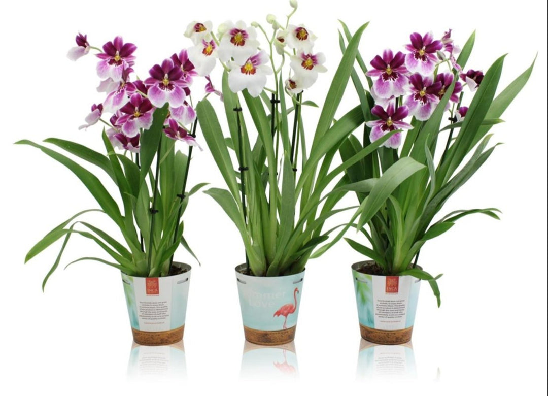 Miltonia mix  P12 - 3 stem
