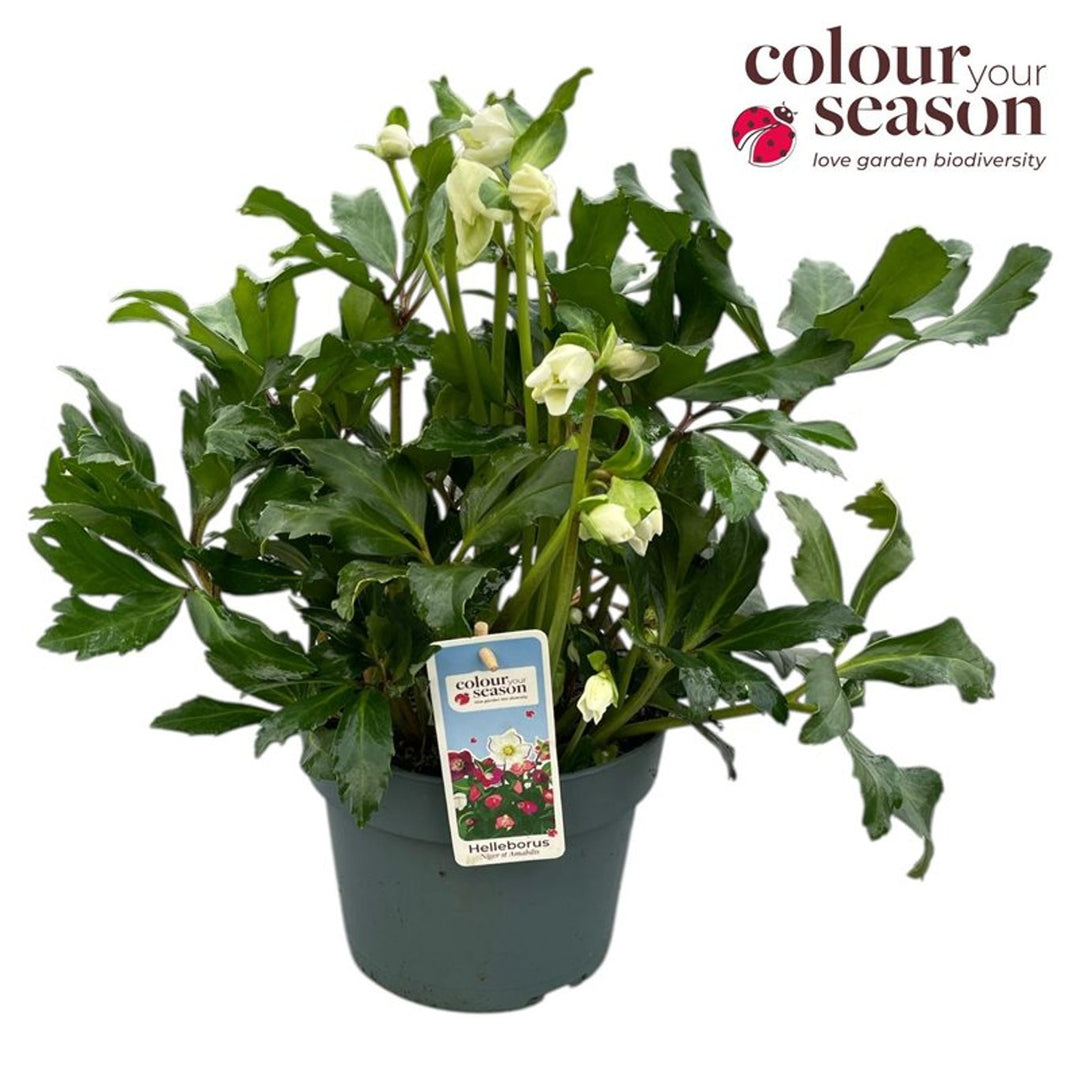 Helleborus niger Heavenly  3 Ltr pot