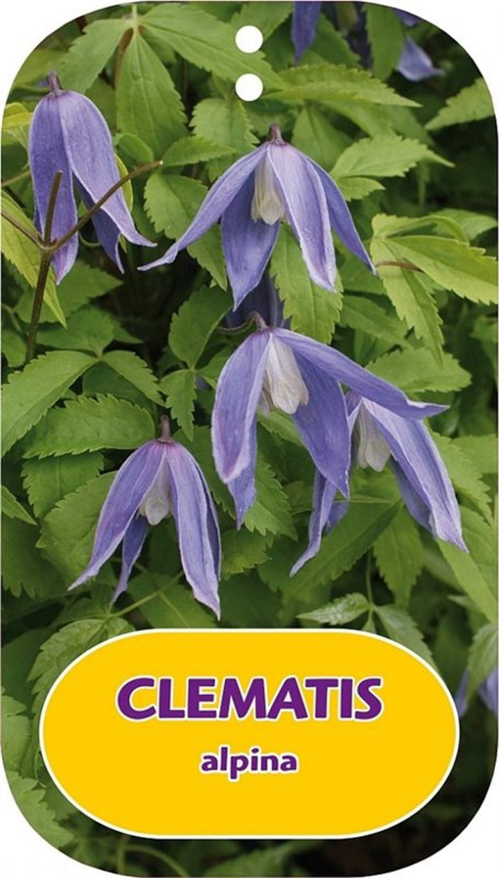 Clematis Alpina 'Imke' C3 - Trellis - Climbers - Windyridge Garden Centre