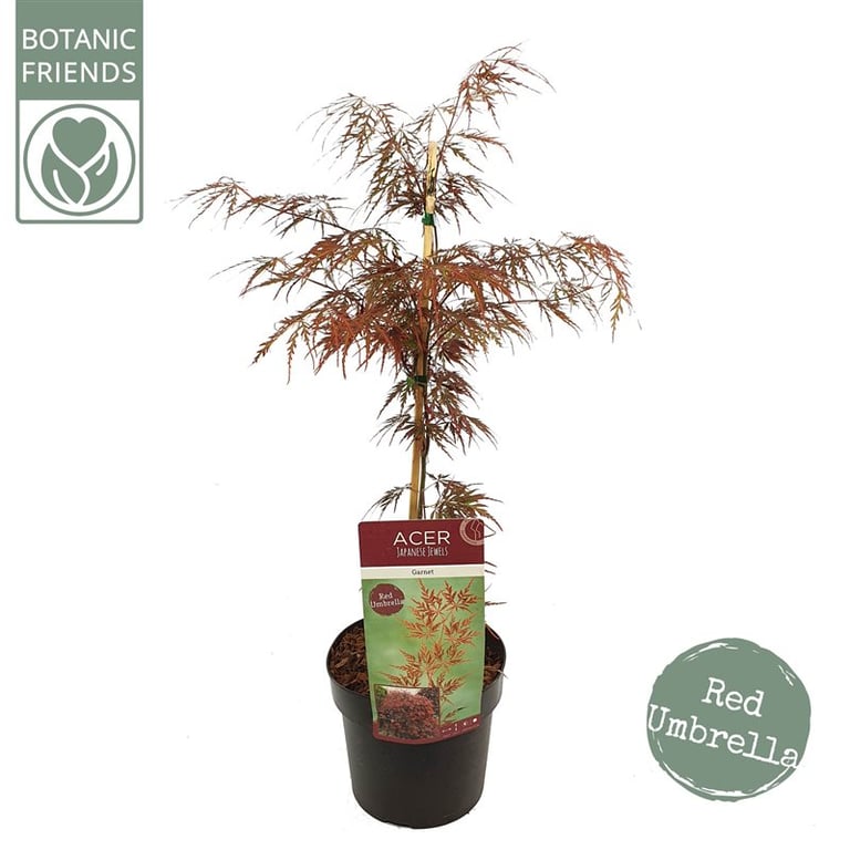 Acer Palm. Garnet  3 Ltr Pot - Trees - Windyridge Garden Centre