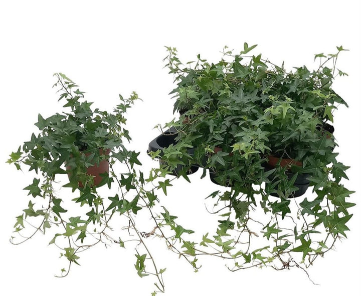 Hedera helix Jacobine  P13