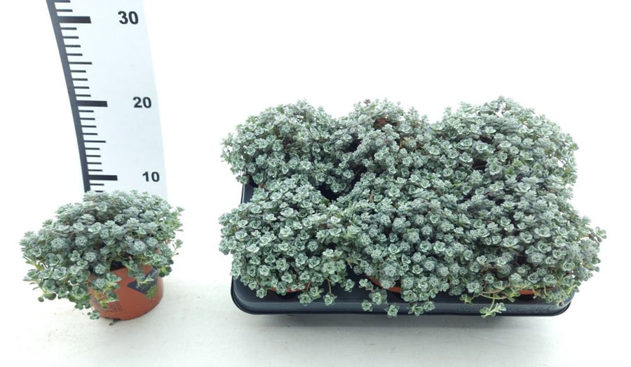 Sedum Spath. 'Cape Blanco' P12 - Bedding - Windyridge Garden Centre