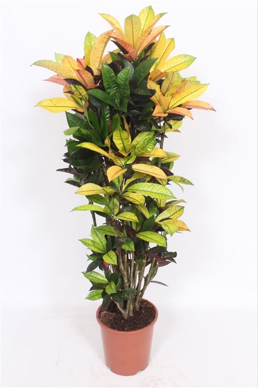 Codiaeum var. Mrs. Iceton  P30150 CM