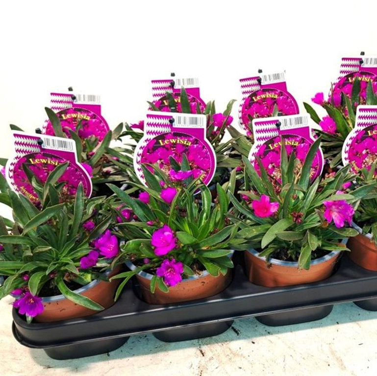 Lewisia Longipetala 'Little Raspberry' P12 - Bedding - Windyridge Garden Centre
