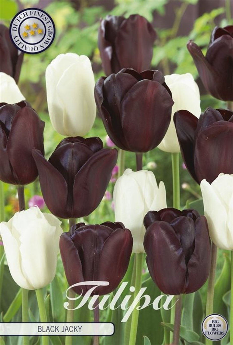 Tulipa 'Black Jacky' 10-pack