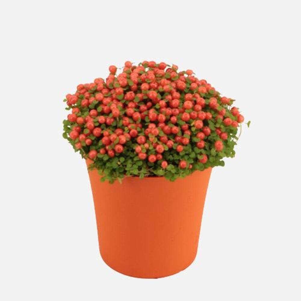 Nertera Gran Astrid / P9 Orange Pot - Indoor Plants - Windyridge Garden Centre