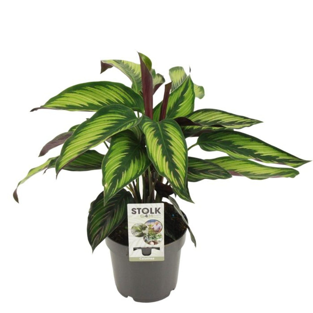 Calathea majestica Princeps  P14