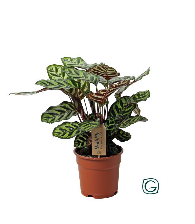 Calathea makoyana  P17