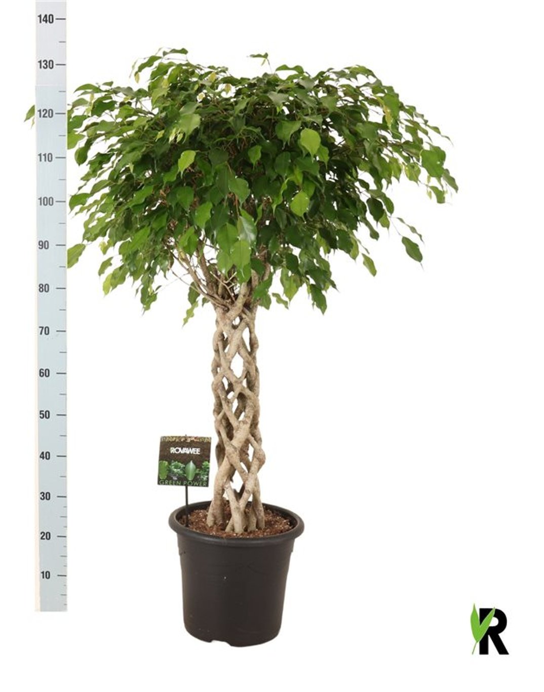 Ficus benjamina 'Exotica' P32, braided mat stem