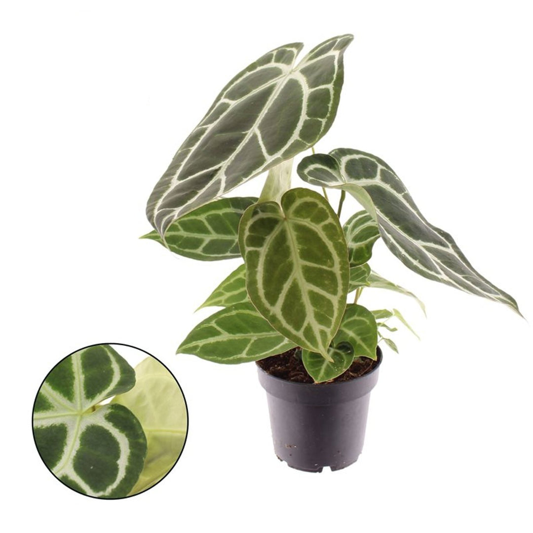 Anthurium crystallinum P14