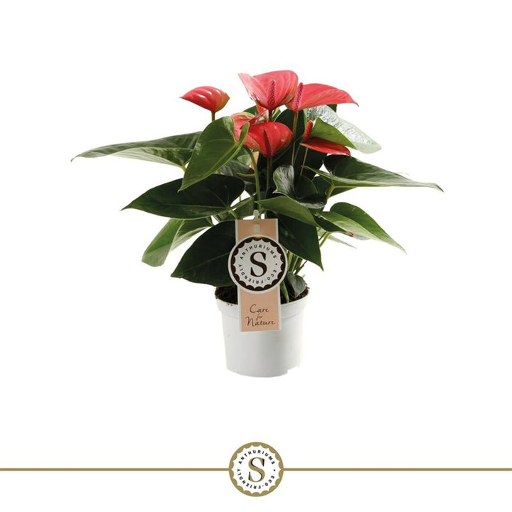 Anthurium and. Pink Champion  P9