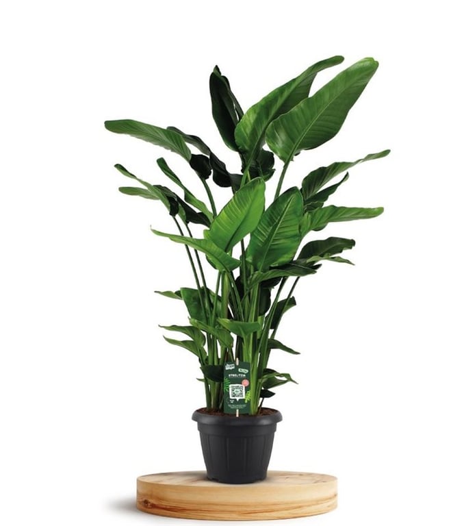 Strelitzia nicolai  P35
