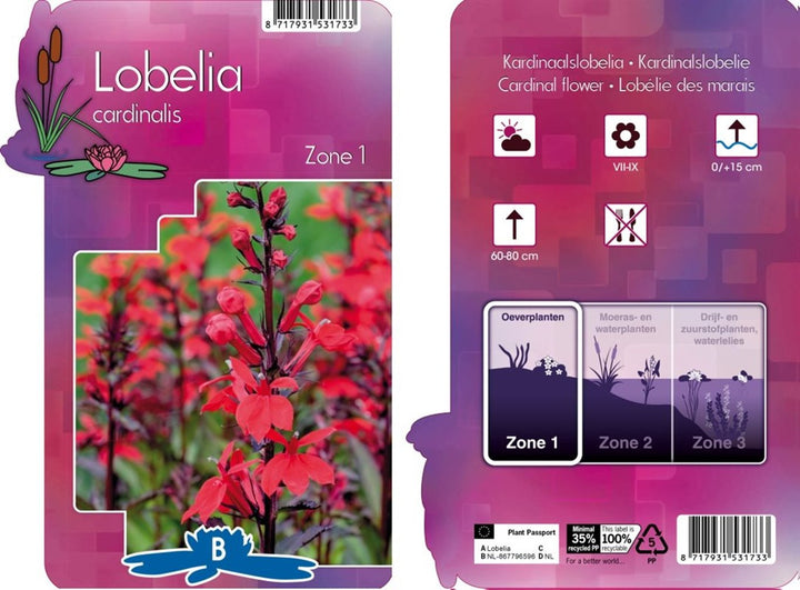 Lobelia cardinalis  P9