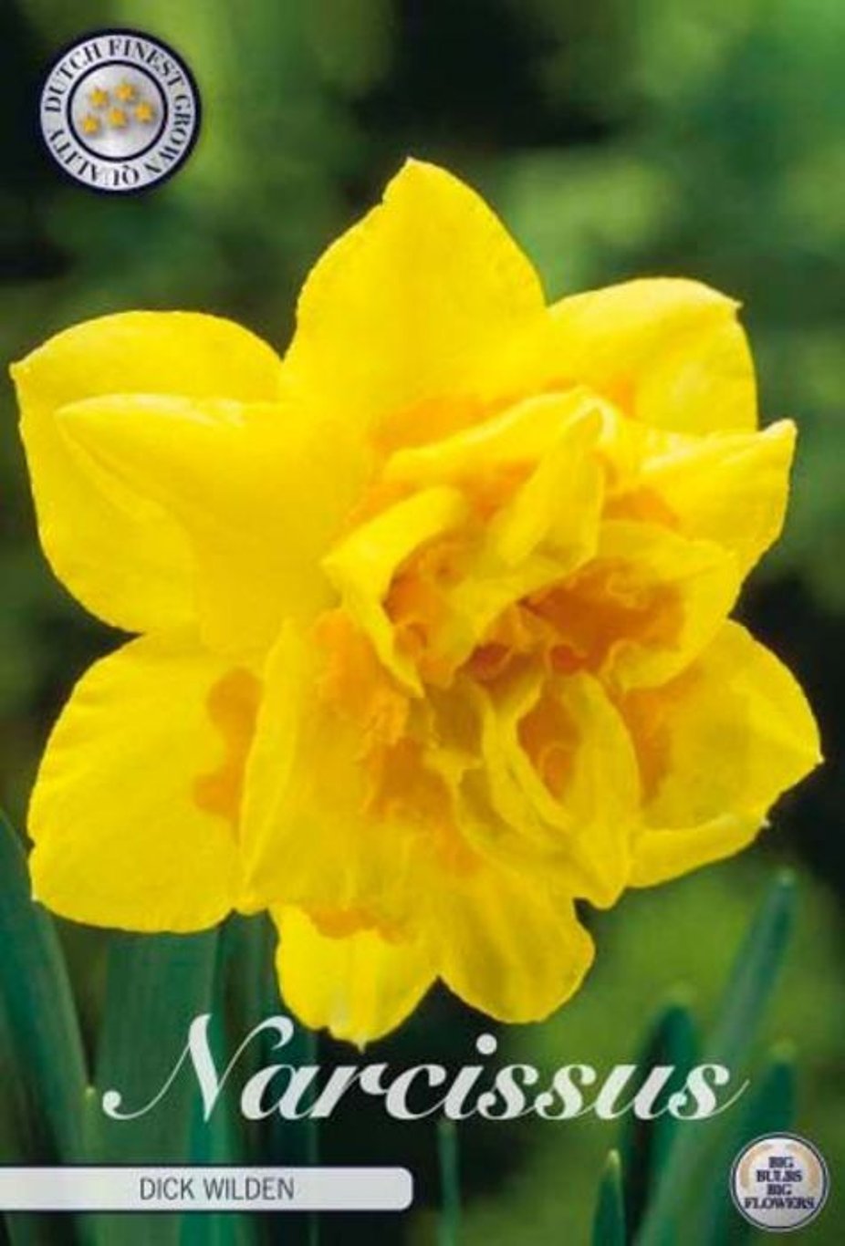 Narcissus Dick Wilden  5 pack