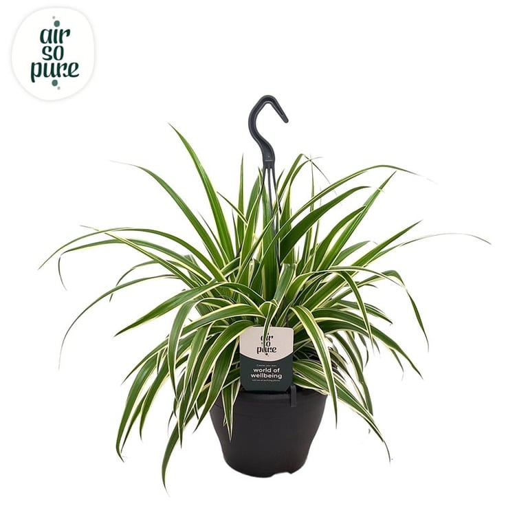 Chlorophytum Com. 'Vittatum' P19, Hanging Pot - Indoor Plants - Windyridge Garden Centre