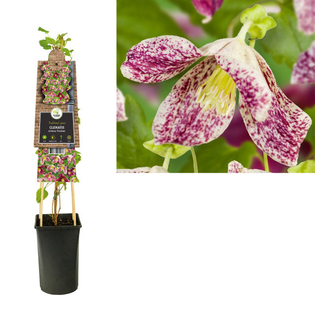 Clematis Cirrhosa Freckles / S-Pot(2,25 L) - Climbers - Windyridge Garden Centre