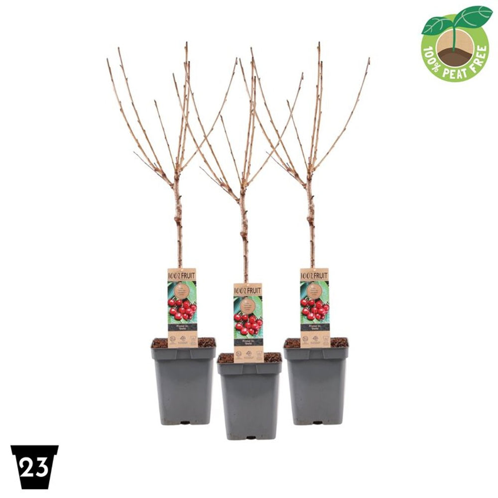 Prunus Avium Stella - Patio / P23 - Trees - Windyridge Garden Centre