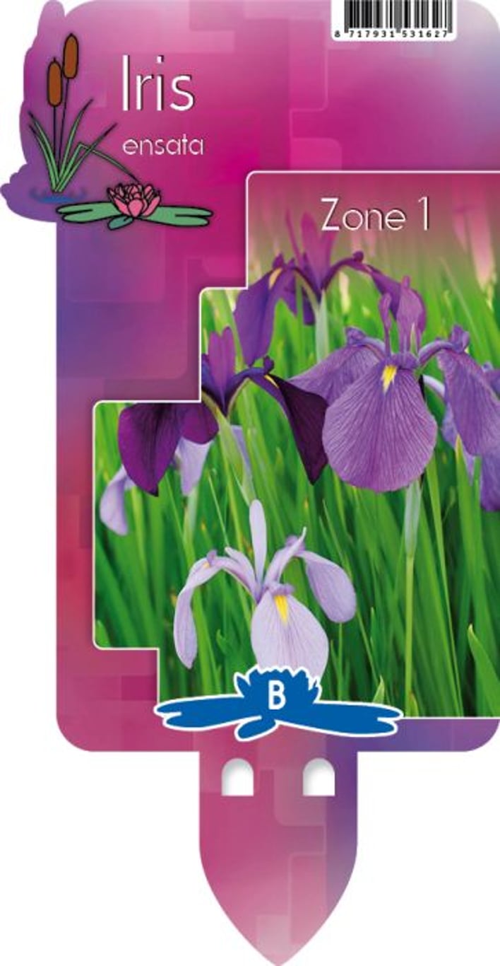 Iris Kaempferi P9 - Herbaceous - Windyridge Garden Centre