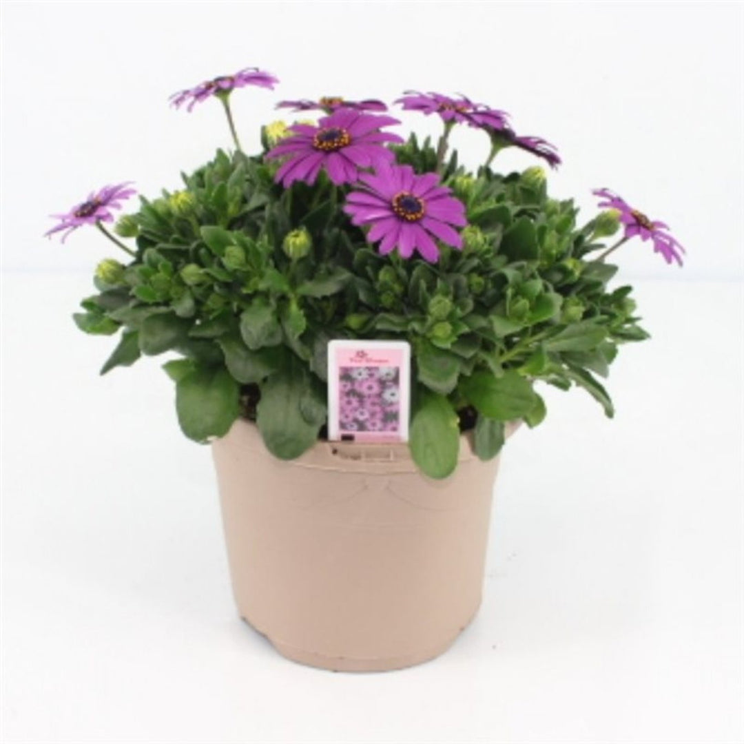 Osteospermum (Marg.) 'Cool Purple'  P17 - Bedding - Windyridge Garden Centre