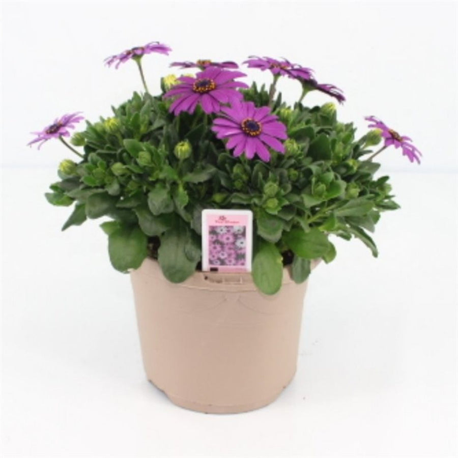 Osteospermum (Marg.) 'Cool Purple'  P17 - Bedding - Windyridge Garden Centre