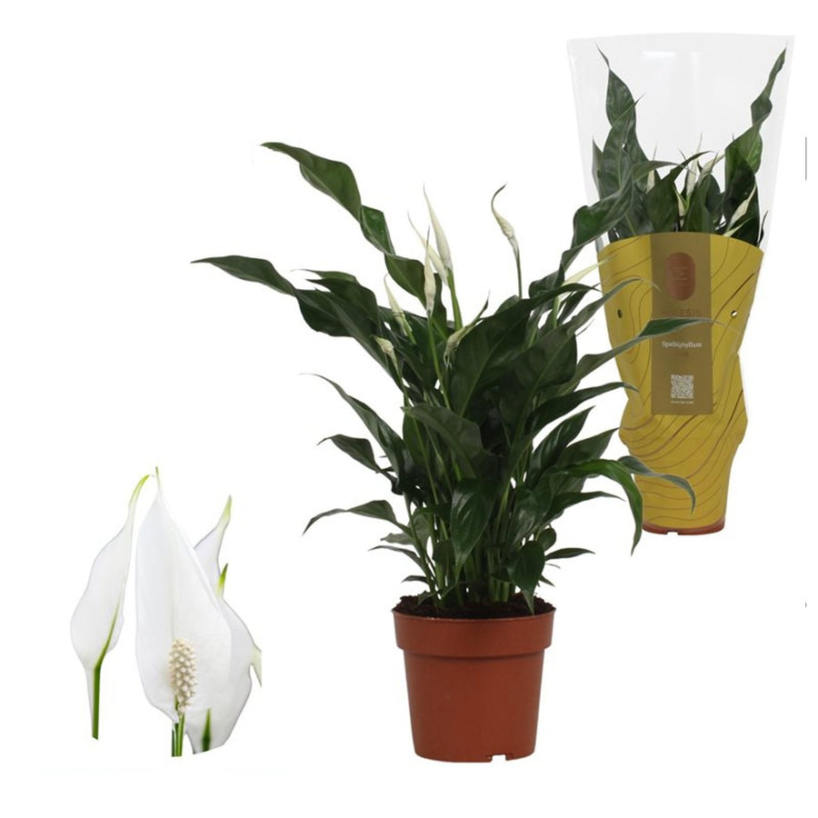 Spathiphyllum Sweet Curiosa P13 - Indoor plants - Windyridge Garden Centre