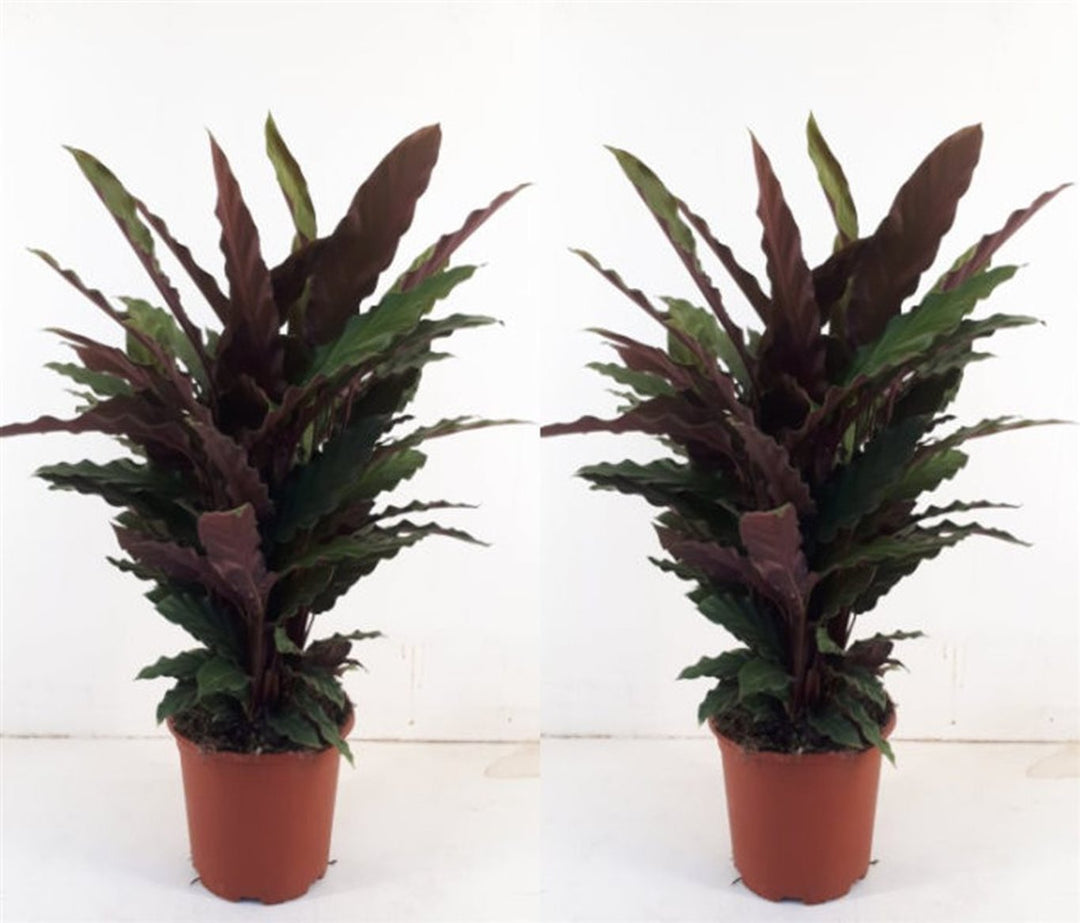 Calathea rufibarba