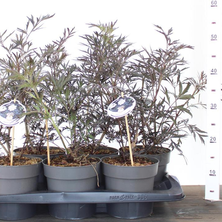 Sambucus nigra Black Lace  2 Ltr pot