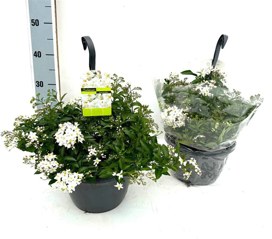 Solanum Jasminoides 'Album' P25, Hangpot - Climbers - Windyridge Garden Centre