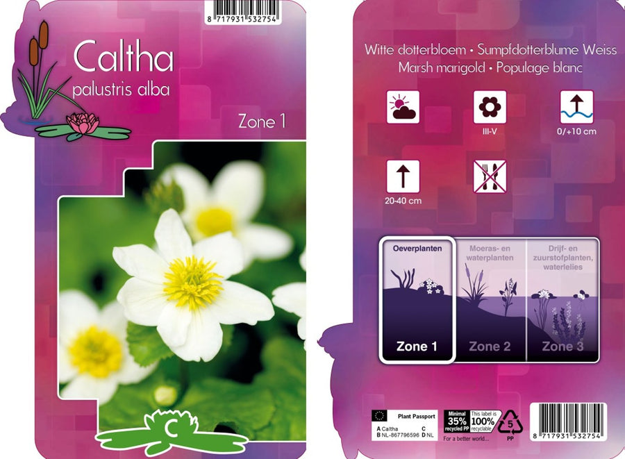 Caltha Palustris Alba  P9 - Herbaceous - Windyridge Garden Centre