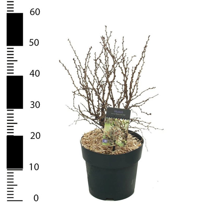 Prunus Incisa Kojou-No-Mai  4.5 Ltr Pot - Shrubs - Windyridge Garden Centre