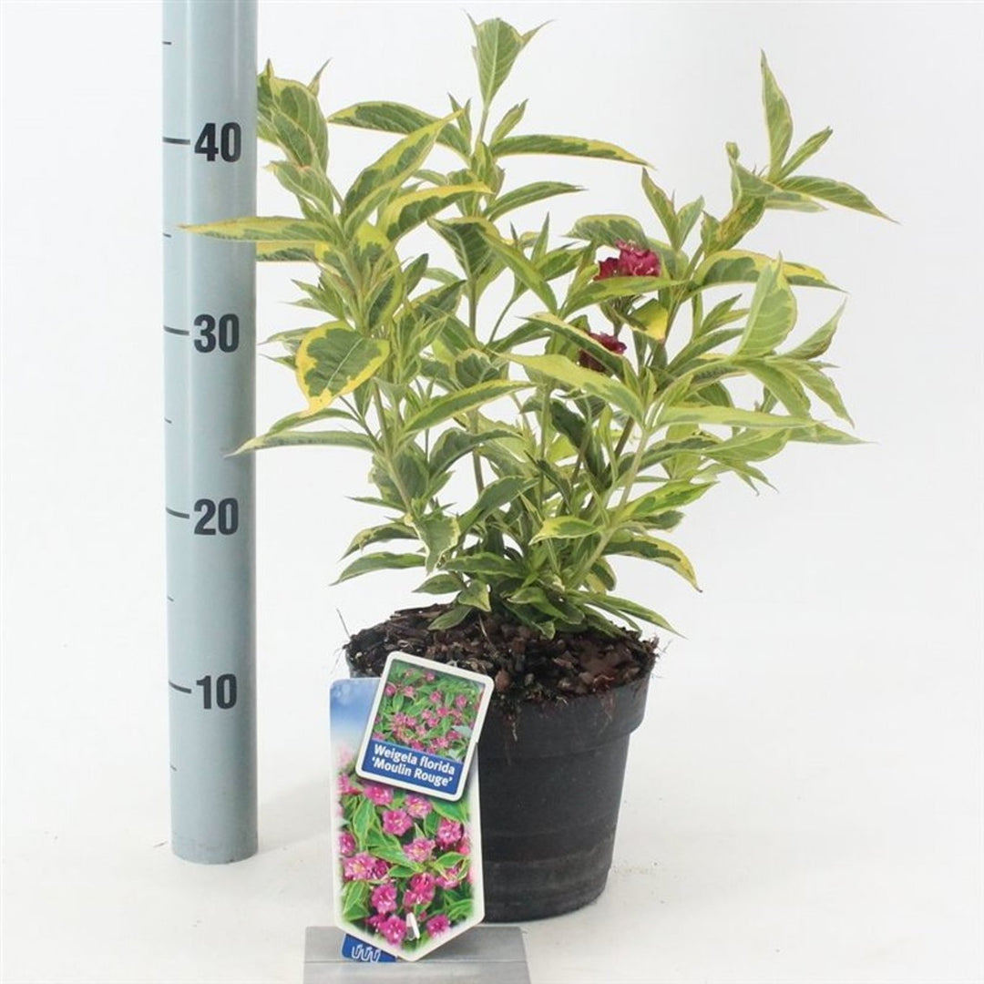 Weigela florida Moulin Rouge  2 Ltr pot